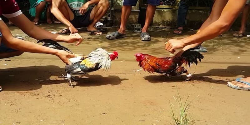 cockfighting-4