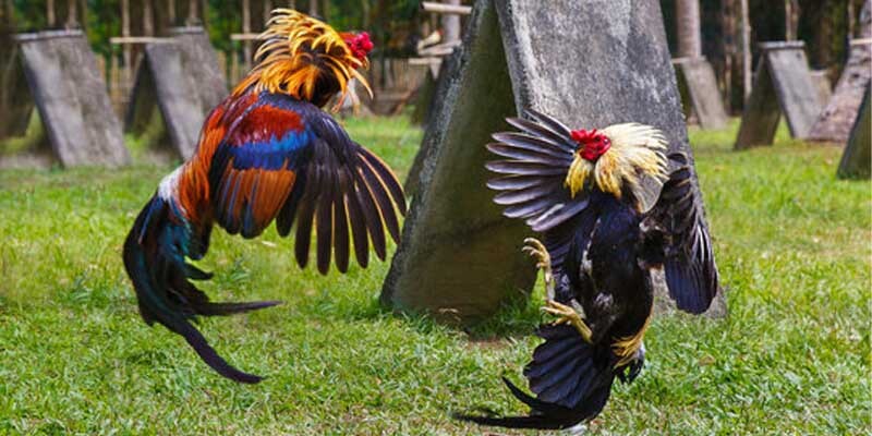 Albany Cockfighting Breeds