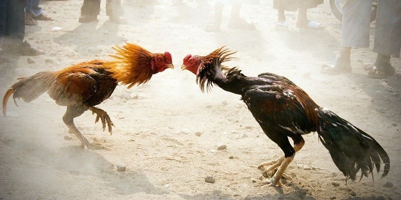 Starch cockfighting rooster breeds