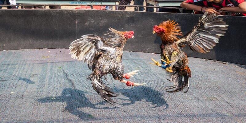 Feeding chickens in cages